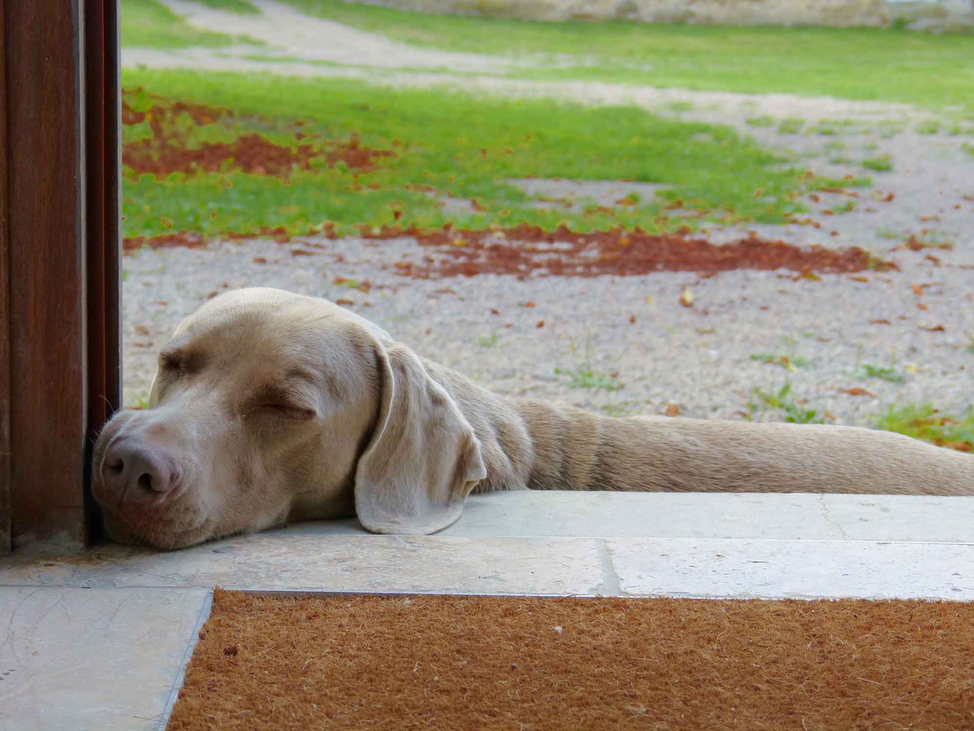 Photo d'Emma, le chien des propriétaires