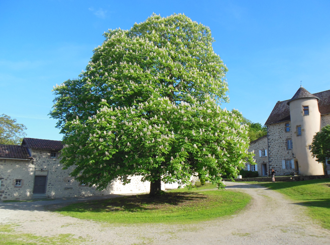 photo de la cour