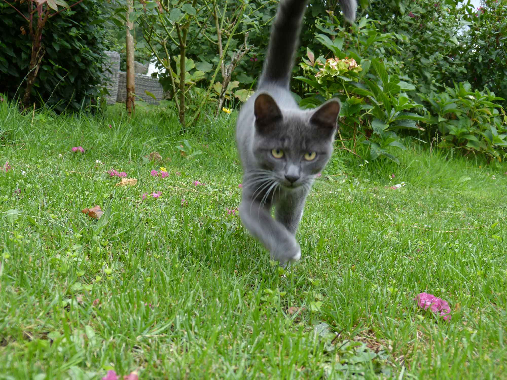 Photo de Suzanne, le chat des propriétaires